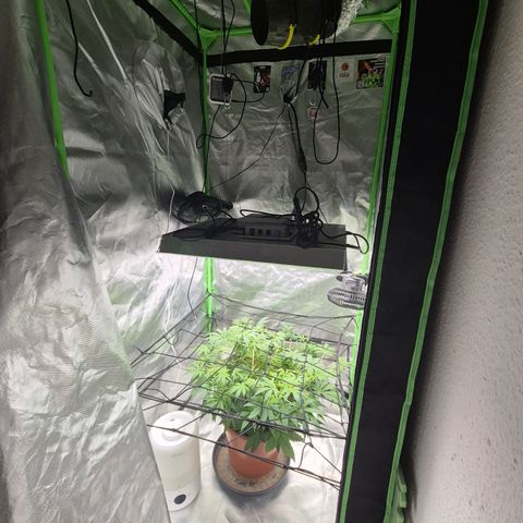 Mimosa evo Photo ♥️ Barney's Farm  growlog timeline photo