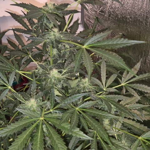 Runtzi Auto ♥️ Barney's Farm  growlog timeline photo