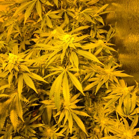Kushi 😶‍🌫️(rest n. Teilernte/ critical kush, 9.1.24 🎁, Kümmerling) growlog timeline photo