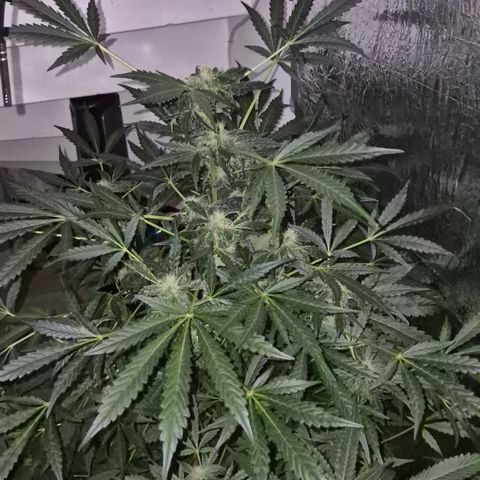 Runtzi Auto ♥️ Barney's Farm  growlog timeline photo