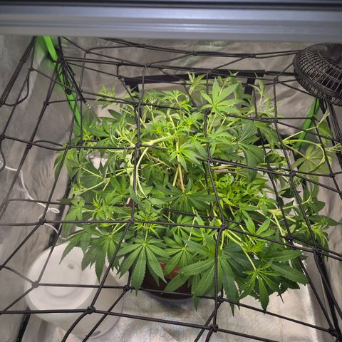 Mimosa evo Photo ♥️ Barney's Farm  growlog timeline photo