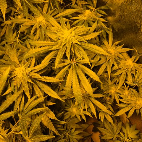 Kushi 😶‍🌫️(rest n. Teilernte/ critical kush, 9.1.24 🎁, Kümmerling) growlog timeline photo
