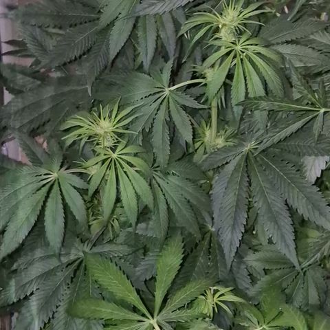 🌈 Zkittles auto🌈 growlog timeline photo