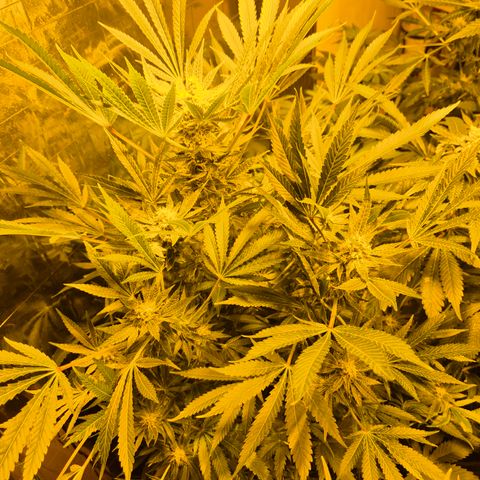 Karli - SHISKABERRY (auto) growlog timeline photo