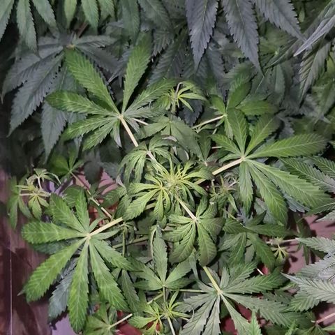 🌈 Zkittles auto🌈 growlog timeline photo