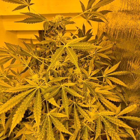 Runtzi Auto ♥️ Barney's Farm  growlog timeline photo