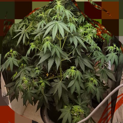 🌅Sherbi photo, blue sunset sherbert, Barneys farm  growlog timeline photo