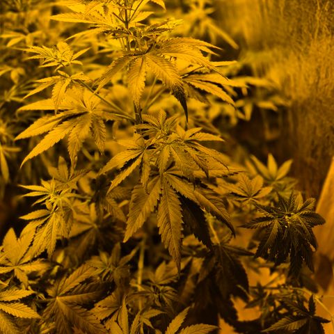 🌅Sherbi photo, blue sunset sherbert, Barneys farm  growlog timeline photo