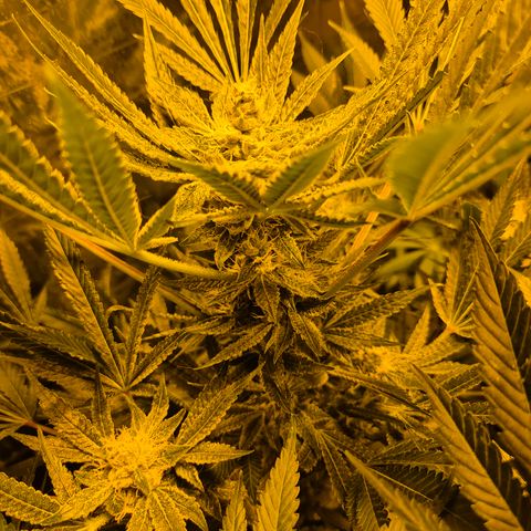 Karli - SHISKABERRY (auto) growlog timeline photo