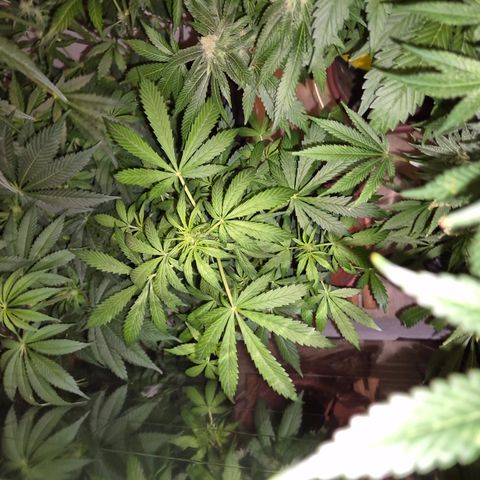 🌈 Zkittles auto🌈 growlog timeline photo