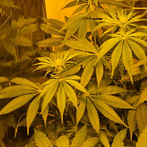 🍍Anna  #1 amnesia lemon  growlog timeline photo