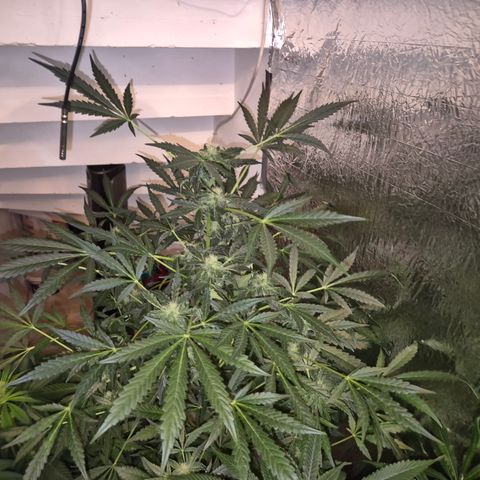 Runtzi Auto ♥️ Barney's Farm  growlog timeline photo