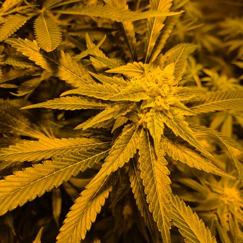 Kushi 😶‍🌫️(rest n. Teilernte/ critical kush, 9.1.24 🎁, Kümmerling) growlog timeline photo