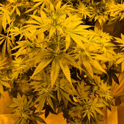 🌅Sherbi photo, blue sunset sherbert, Barneys farm  growlog timeline photo