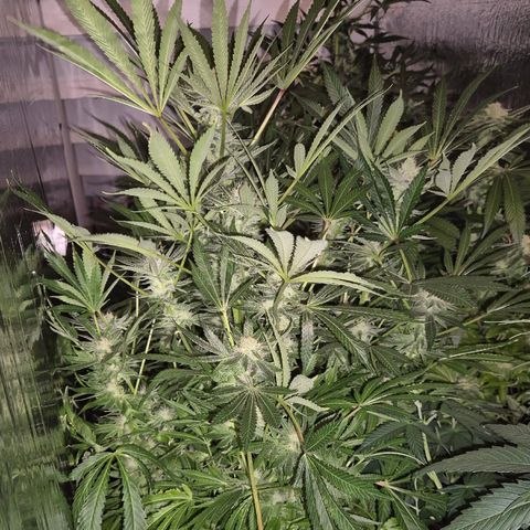 Karli - SHISKABERRY (auto) growlog timeline photo