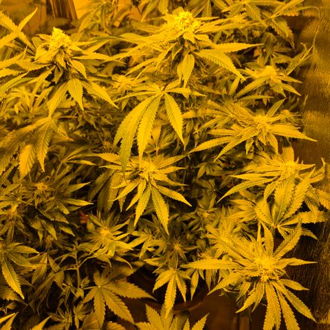 Kushi 😶‍🌫️(rest n. Teilernte/ critical kush, 9.1.24 🎁, Kümmerling) growlog timeline photo