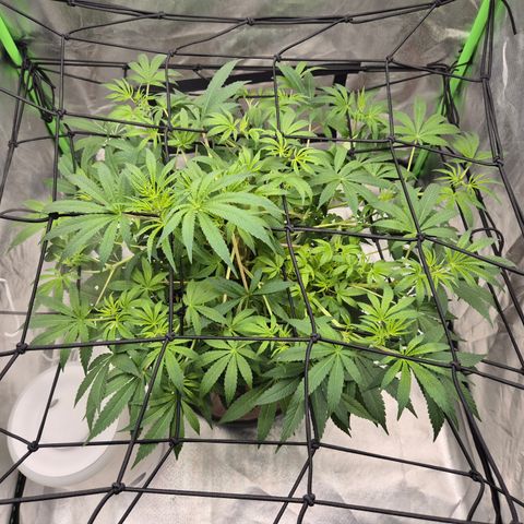 Mimosa evo Photo ♥️ Barney's Farm  growlog timeline photo