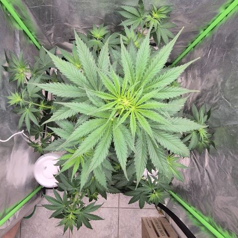 🌅Sherbi photo, blue sunset sherbert, Barneys farm  growlog timeline photo