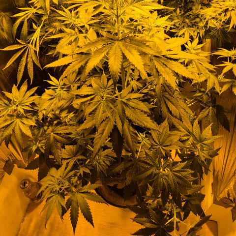 🌅Sherbi photo, blue sunset sherbert, Barneys farm  growlog timeline photo
