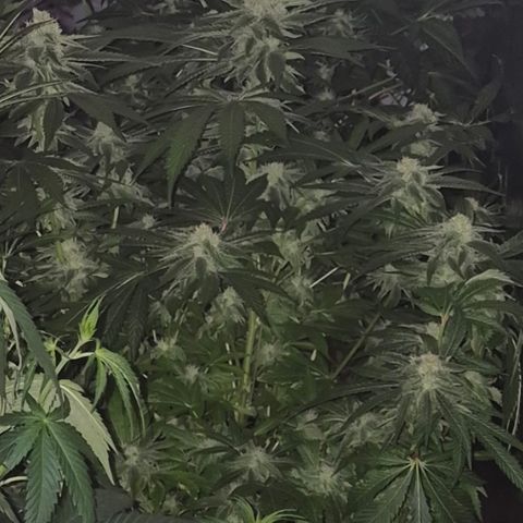 Kushi 😶‍🌫️(rest n. Teilernte/ critical kush, 9.1.24 🎁, Kümmerling) growlog timeline photo