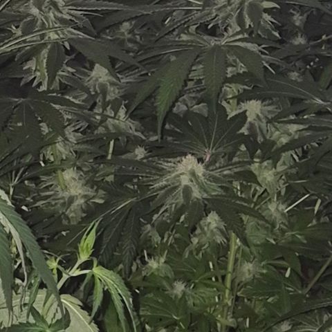 Kushi 😶‍🌫️(rest n. Teilernte/ critical kush, 9.1.24 🎁, Kümmerling) growlog timeline photo