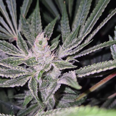 Karli - SHISKABERRY (auto) growlog timeline photo