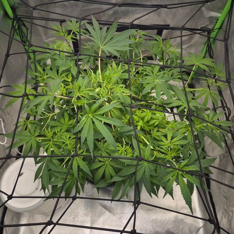 Mimosa evo Photo ♥️ Barney's Farm  growlog photo: 23:12uhr