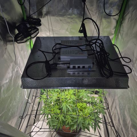 Mimosa evo Photo ♥️ Barney's Farm  growlog timeline photo