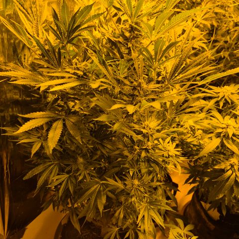 Karli - SHISKABERRY (auto) growlog timeline photo
