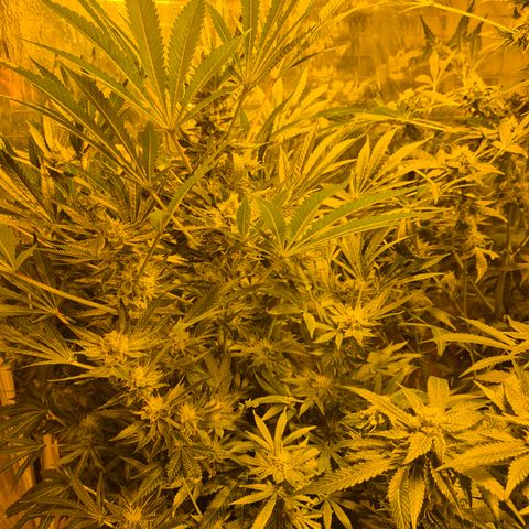Karli - SHISKABERRY (auto) growlog timeline photo