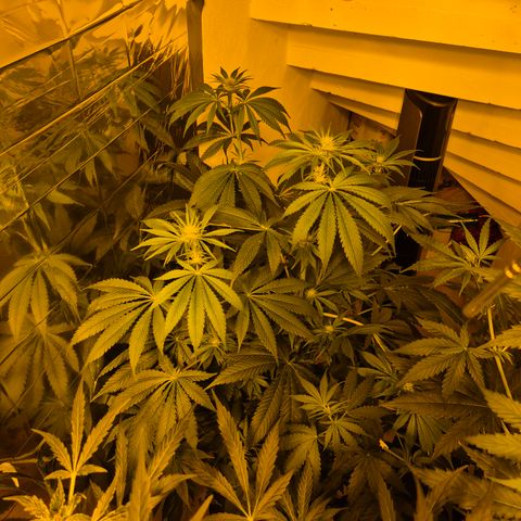 🍍Anna  #1 amnesia lemon  growlog timeline photo