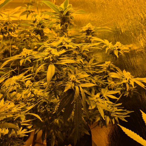 Kushi 😶‍🌫️(rest n. Teilernte/ critical kush, 9.1.24 🎁, Kümmerling) growlog timeline photo