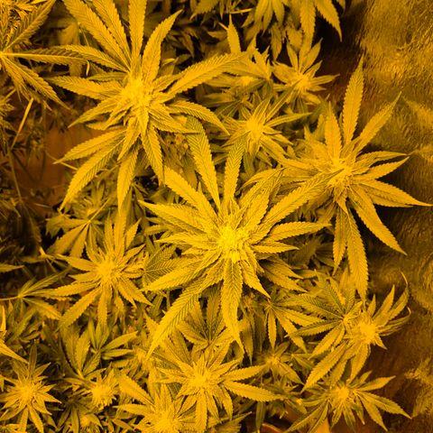 Kushi 😶‍🌫️(rest n. Teilernte/ critical kush, 9.1.24 🎁, Kümmerling) growlog timeline photo