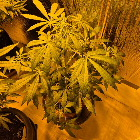 🌈 Zkittles auto🌈 growlog timeline photo