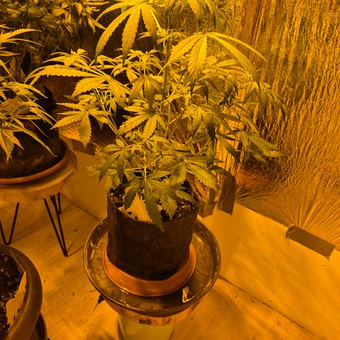 🌈 Zkittles auto🌈 growlog timeline photo