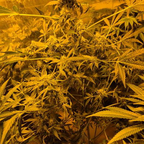 Runtzi Auto ♥️ Barney's Farm  growlog photo: Komisches Gewächs 🤣🤣 