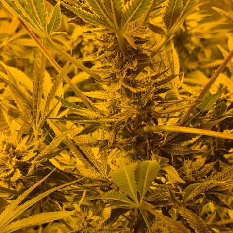 Karli - SHISKABERRY (auto) growlog timeline photo