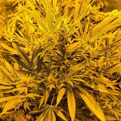 Karli - SHISKABERRY (auto) growlog timeline photo