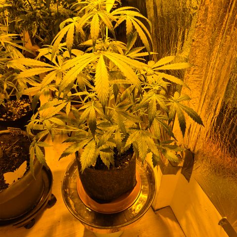 🌈 Zkittles auto🌈 growlog timeline photo