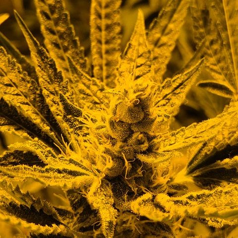 Karli - SHISKABERRY (auto) growlog timeline photo