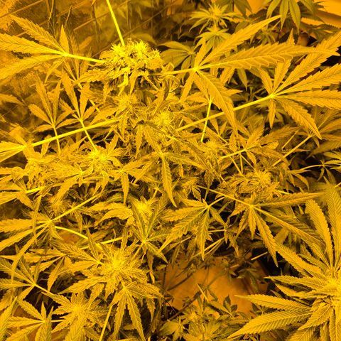 Runtzi Auto ♥️ Barney's Farm  growlog photo: Komisches Gewächs 🤣🤣 