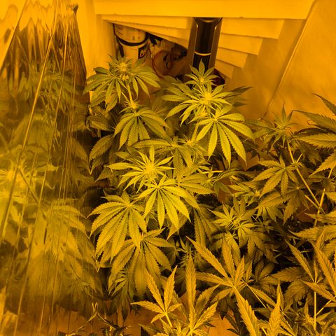 🍍Anna  #1 amnesia lemon  growlog timeline photo