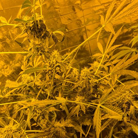 Runtzi Auto ♥️ Barney's Farm  growlog photo: Komisches Gewächs 🤣🤣 