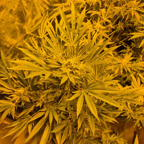Karli - SHISKABERRY (auto) growlog timeline photo
