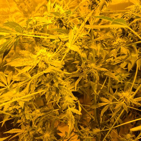 Runtzi Auto ♥️ Barney's Farm  growlog photo: Komisches Gewächs 🤣🤣 