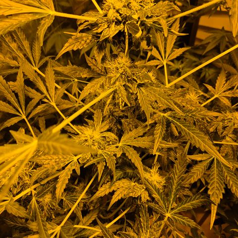 Runtzi Auto ♥️ Barney's Farm  growlog photo: Komisches Gewächs 🤣🤣 