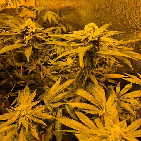 Kushi 😶‍🌫️(rest n. Teilernte/ critical kush, 9.1.24 🎁, Kümmerling) growlog timeline photo