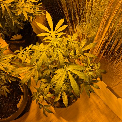 🌈 Zkittles auto🌈 growlog timeline photo