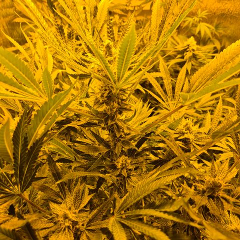Karli - SHISKABERRY (auto) growlog timeline photo