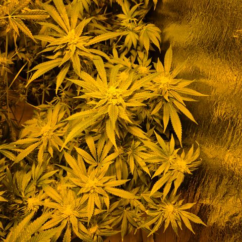 Kushi 😶‍🌫️(rest n. Teilernte/ critical kush, 9.1.24 🎁, Kümmerling) growlog timeline photo